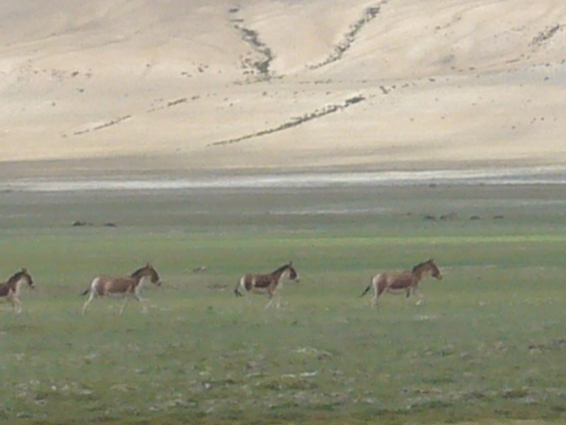 Wild donkeys.